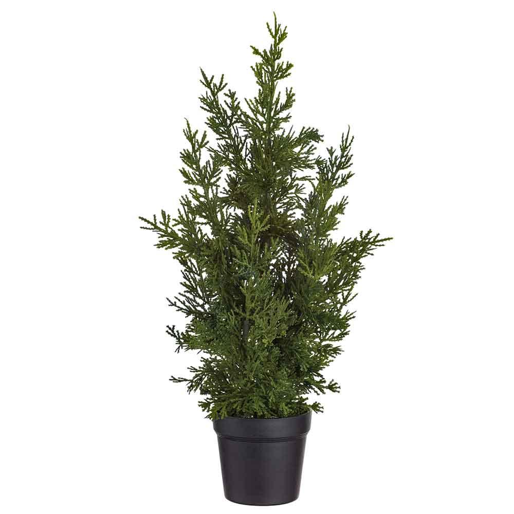 17" Cedar Tree in Pot