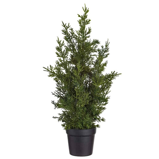 17" Cedar Tree in Pot