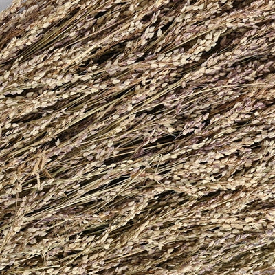 NATURAL LONG DRIED EVERLASTING PLANTS BUNCH