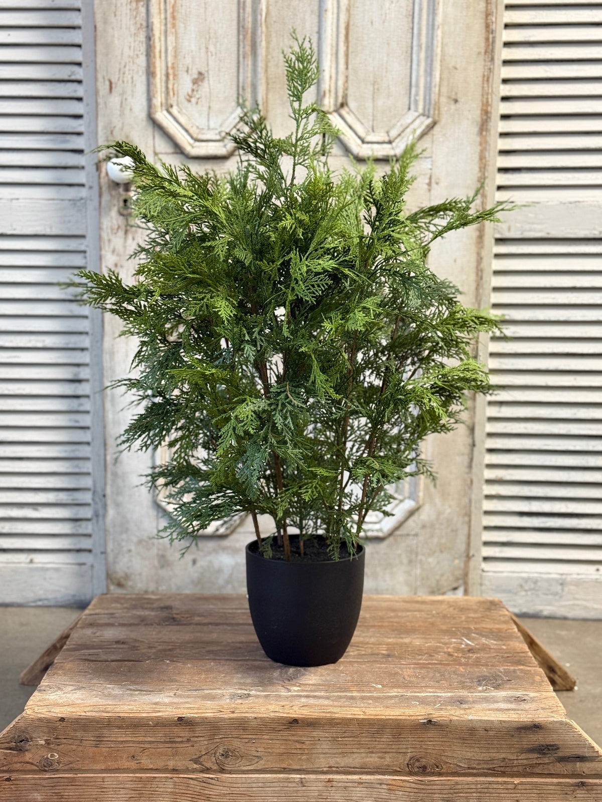 Churchill Cypress Tree  36"