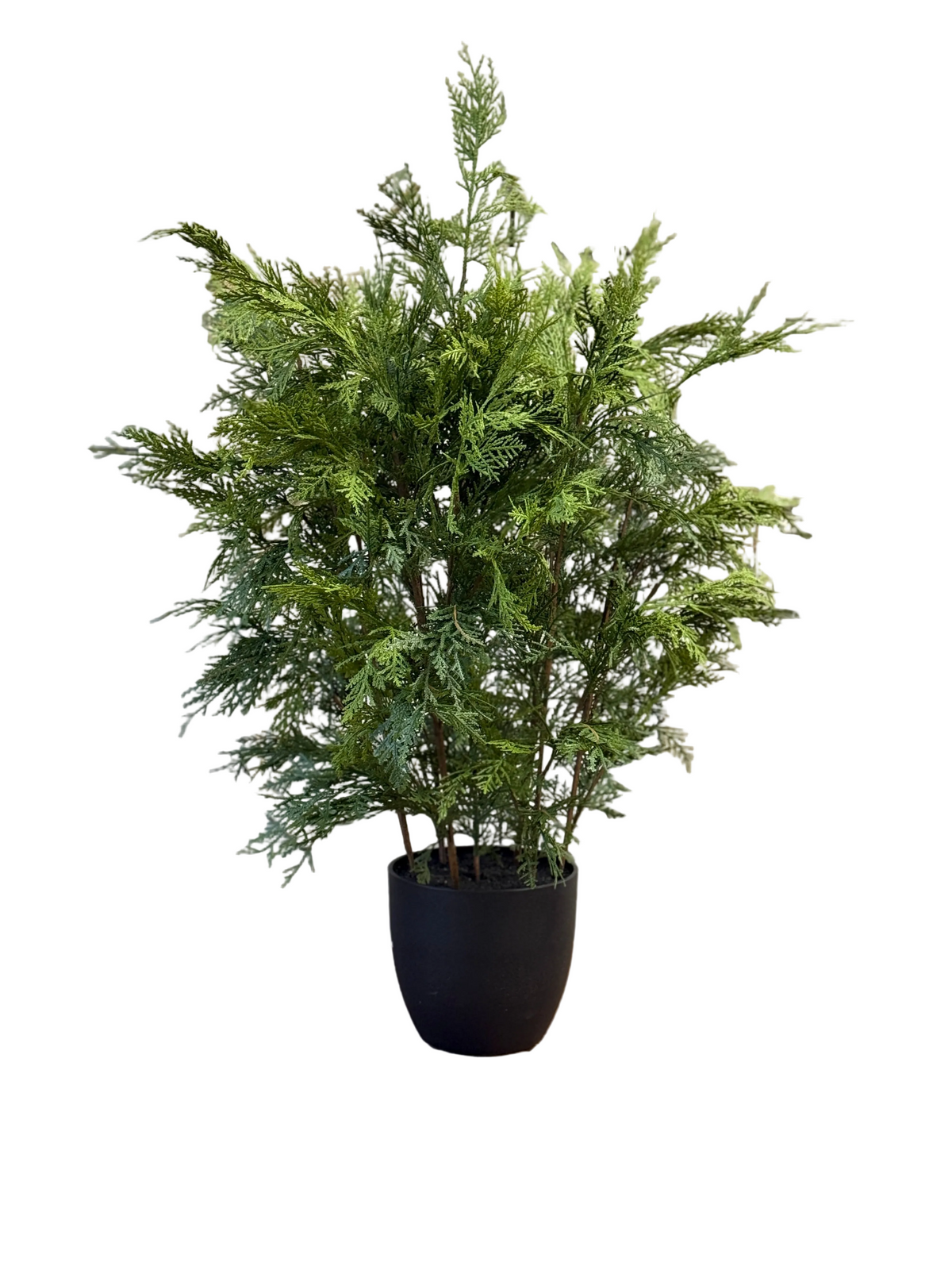 Churchill Cypress Tree  36"