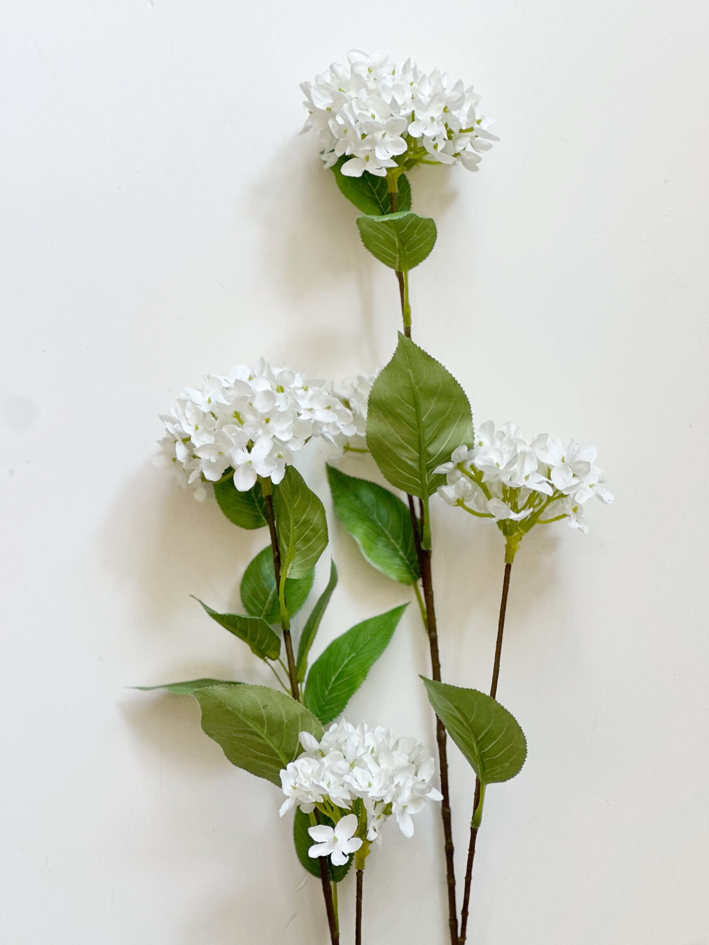 White Snowball Hydrangea Branch