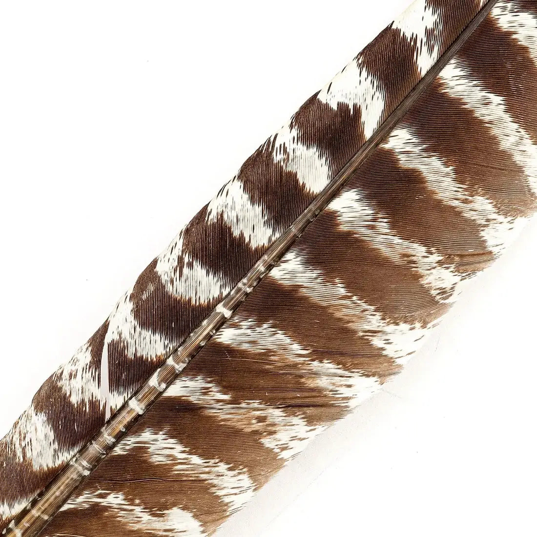 Barred Turkey Pointer Feathers - Left Wing  - Natural