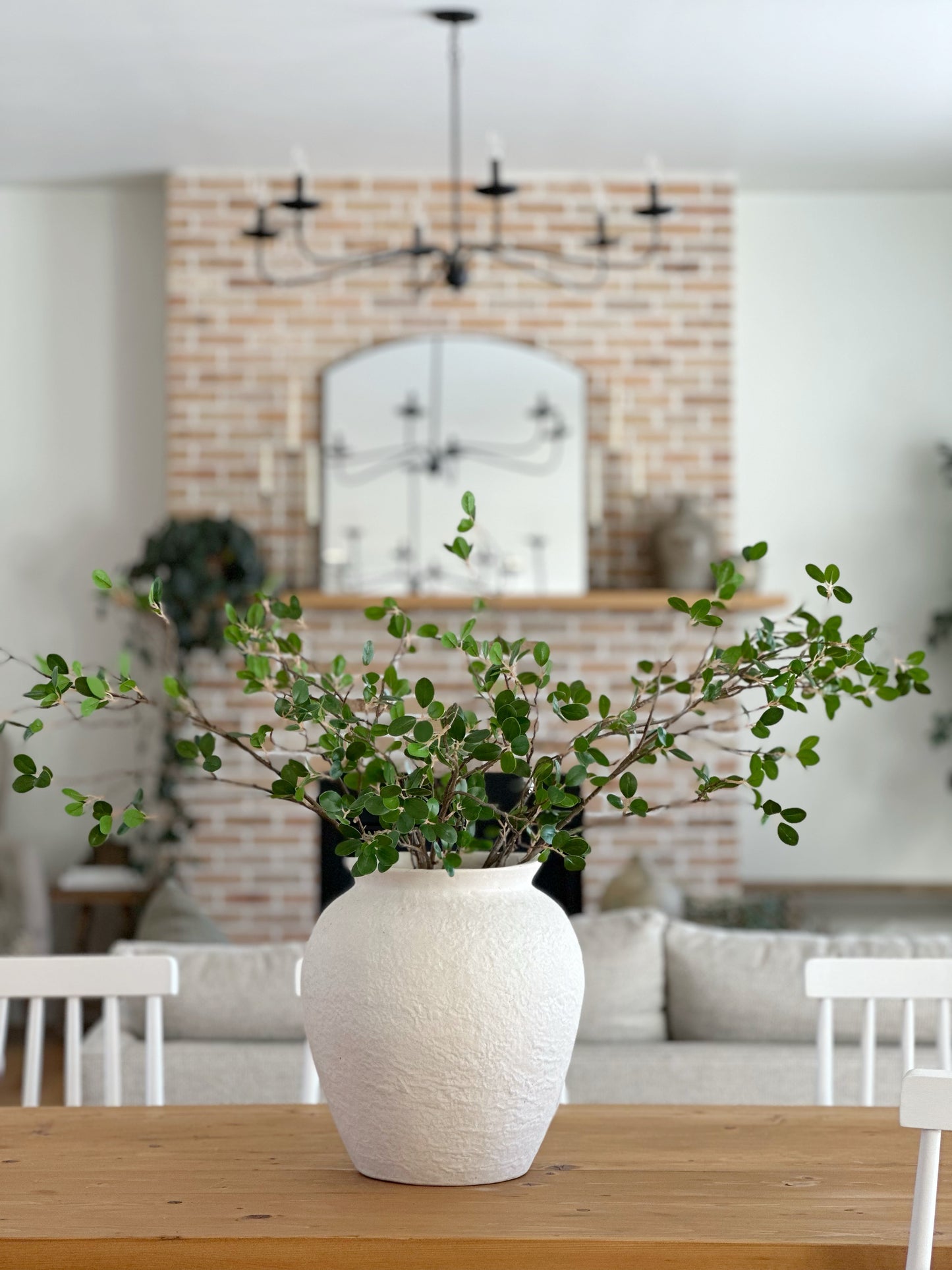 Bonsai Ficus Branch Stem
