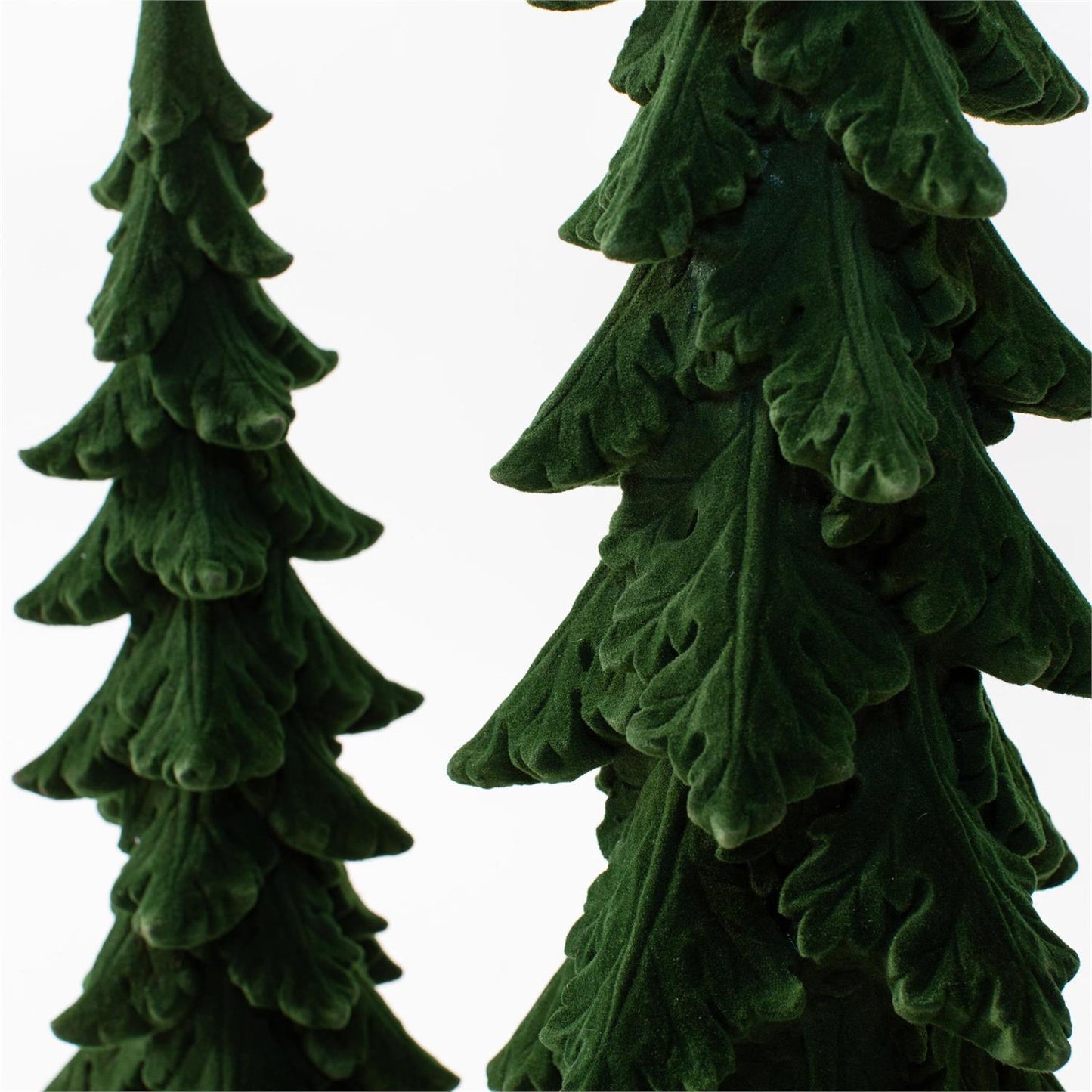 ALPINE PENCIL FIR - Tall and Extra Tall