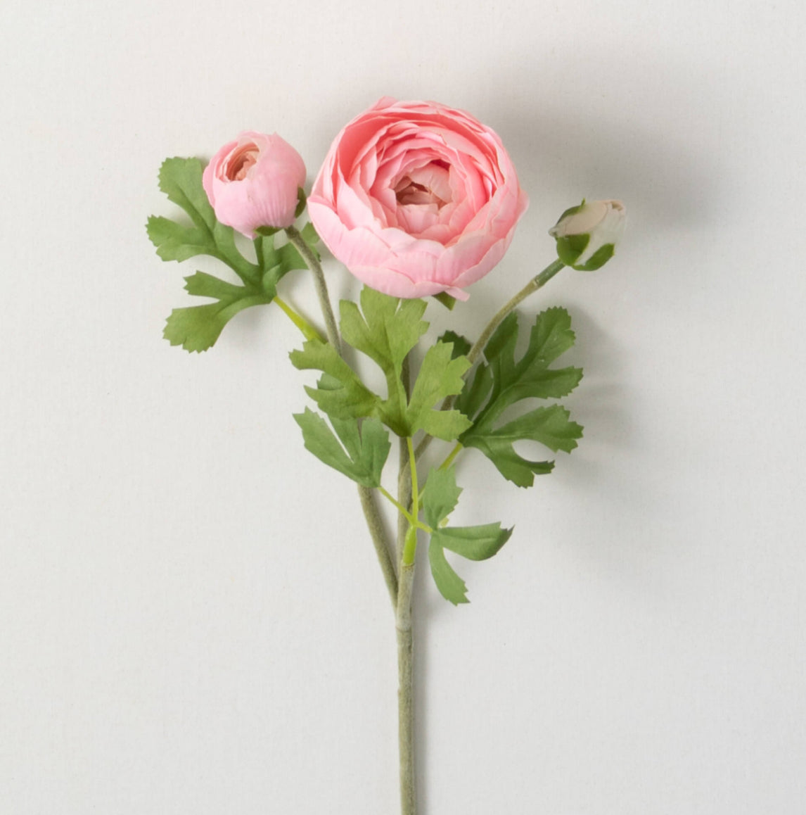 FRESHCUT® SOFT LT PINK RANUNCULUS