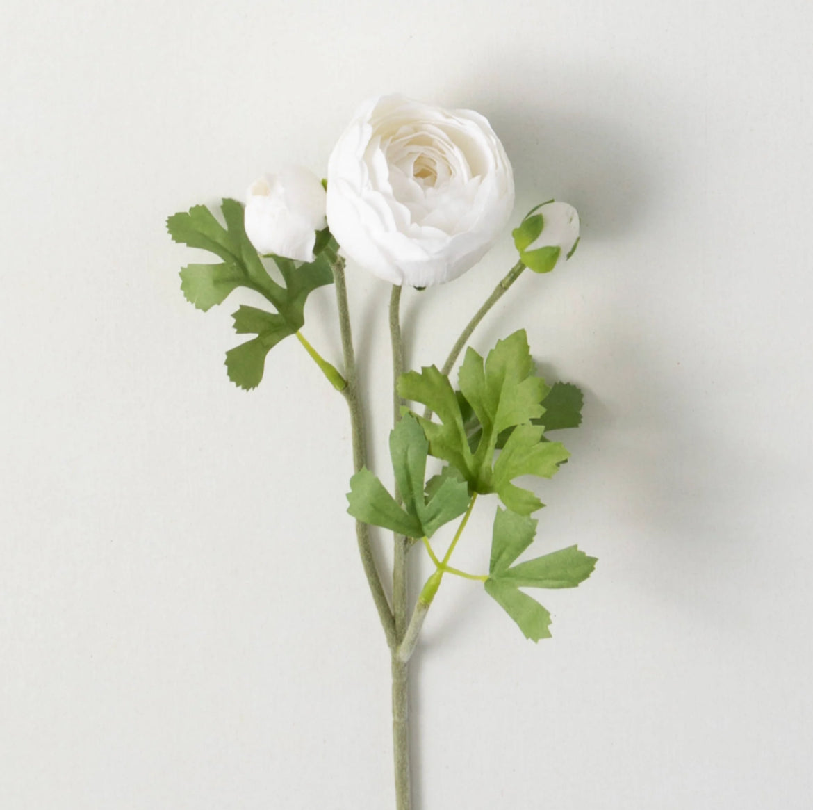 FRESHCUT® WHITE RANUNCULUS