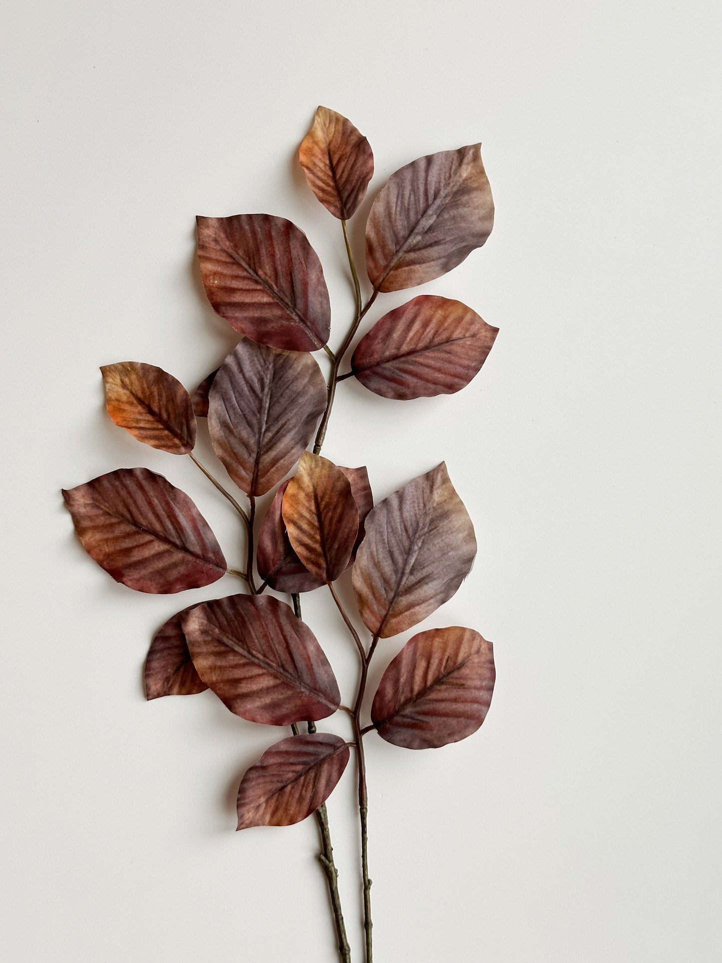 Brown Beech Leaf Spray