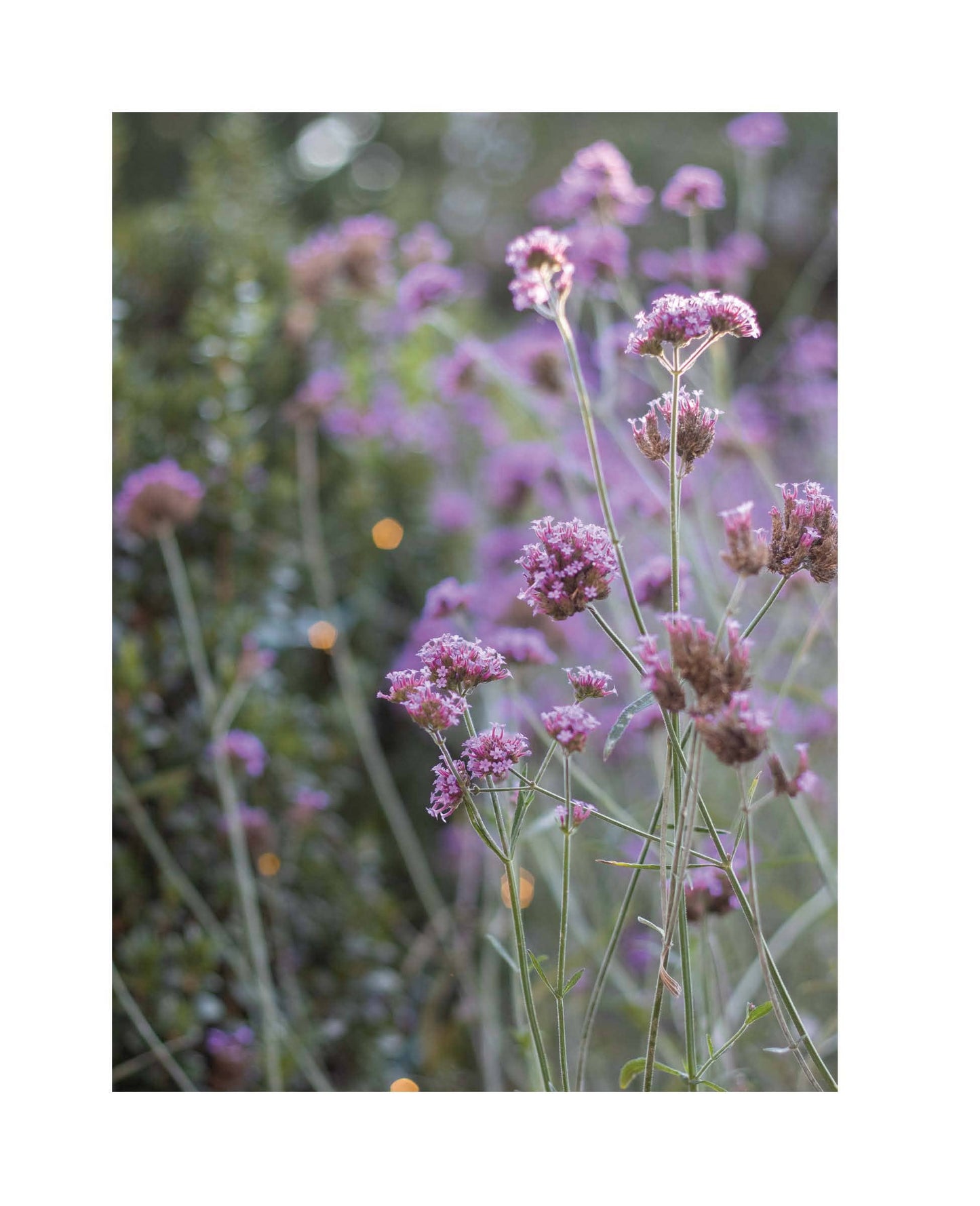 Garden Maker, Book - Gardening