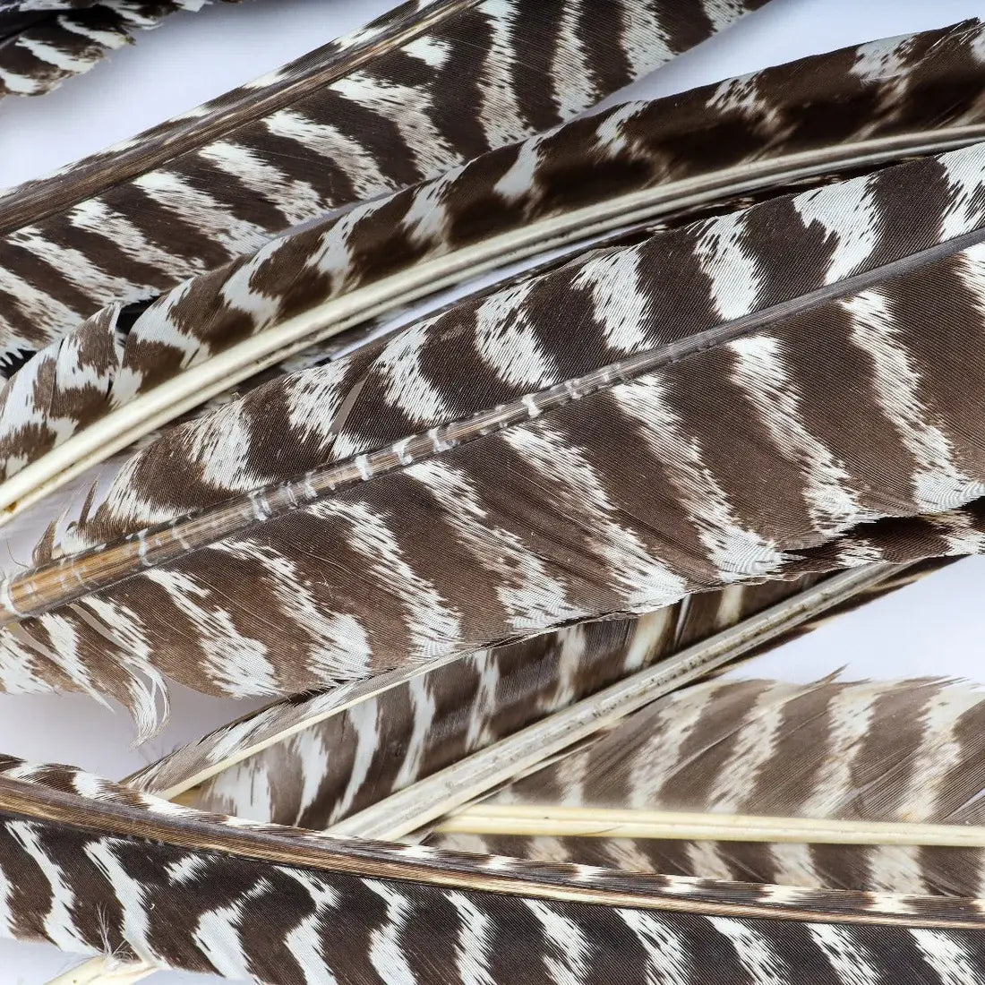 Barred Turkey Pointer Feathers - Left Wing  - Natural
