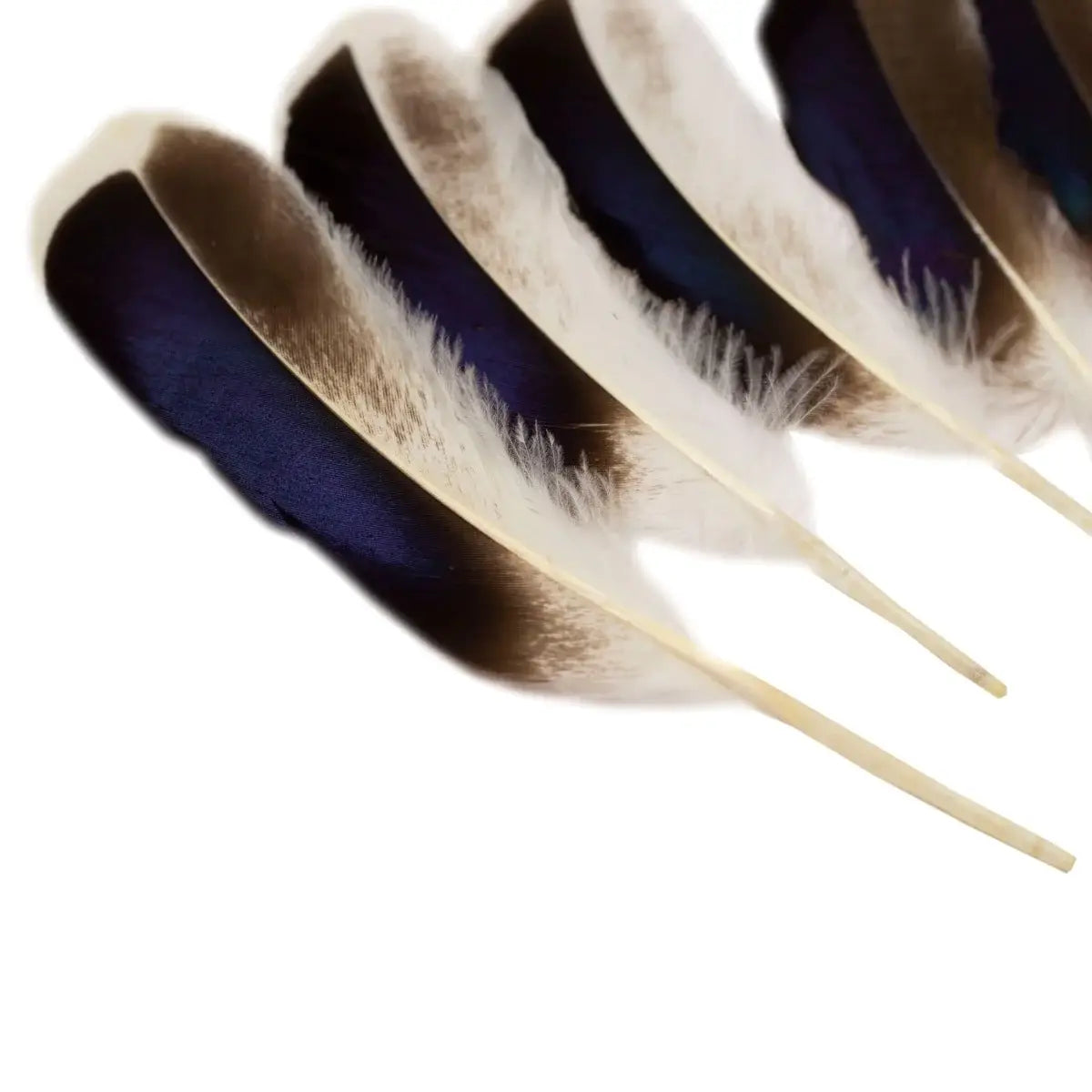 Natural Duck Feathers 3-5"