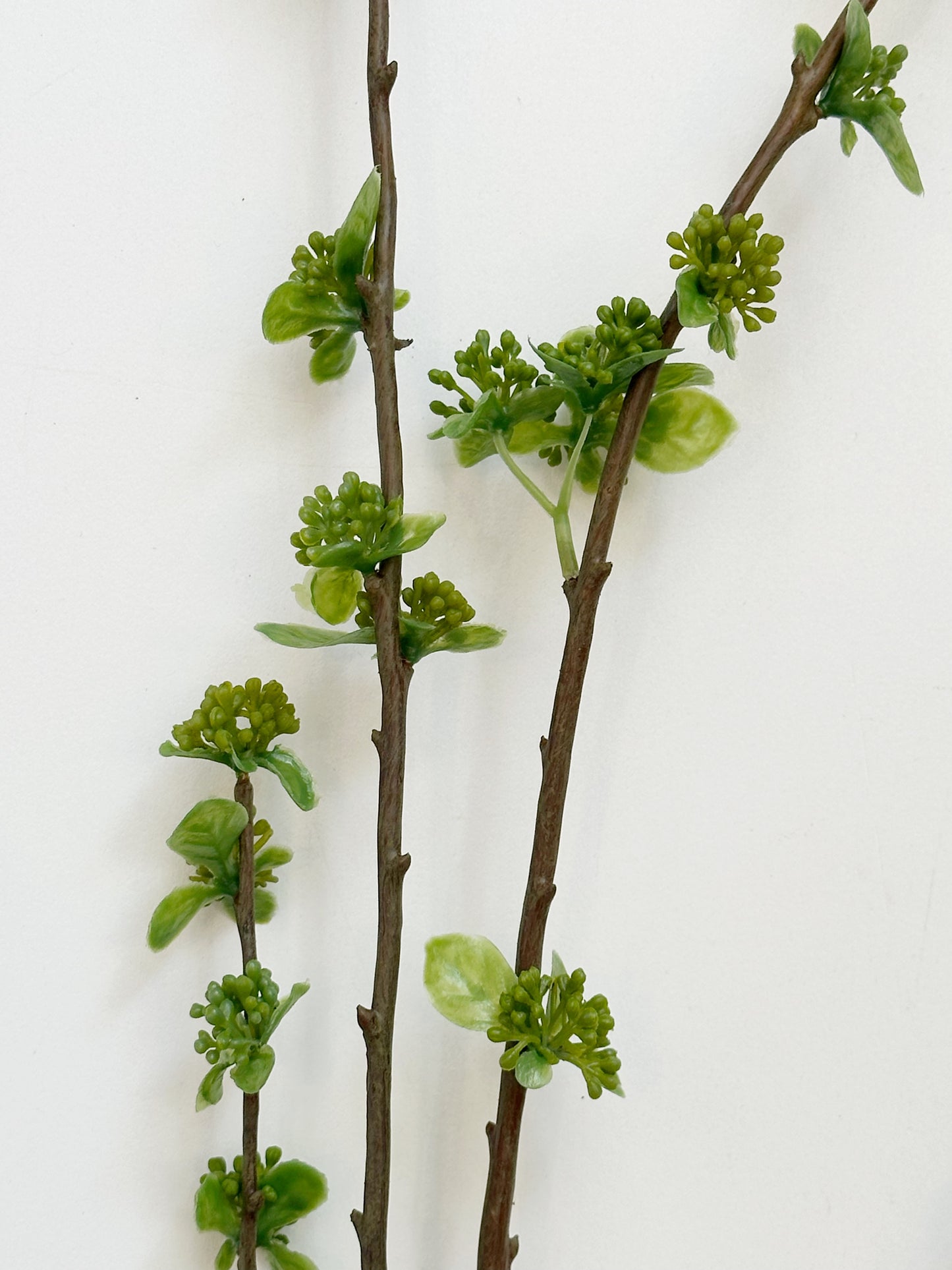 BUDDING BRANCH STEM