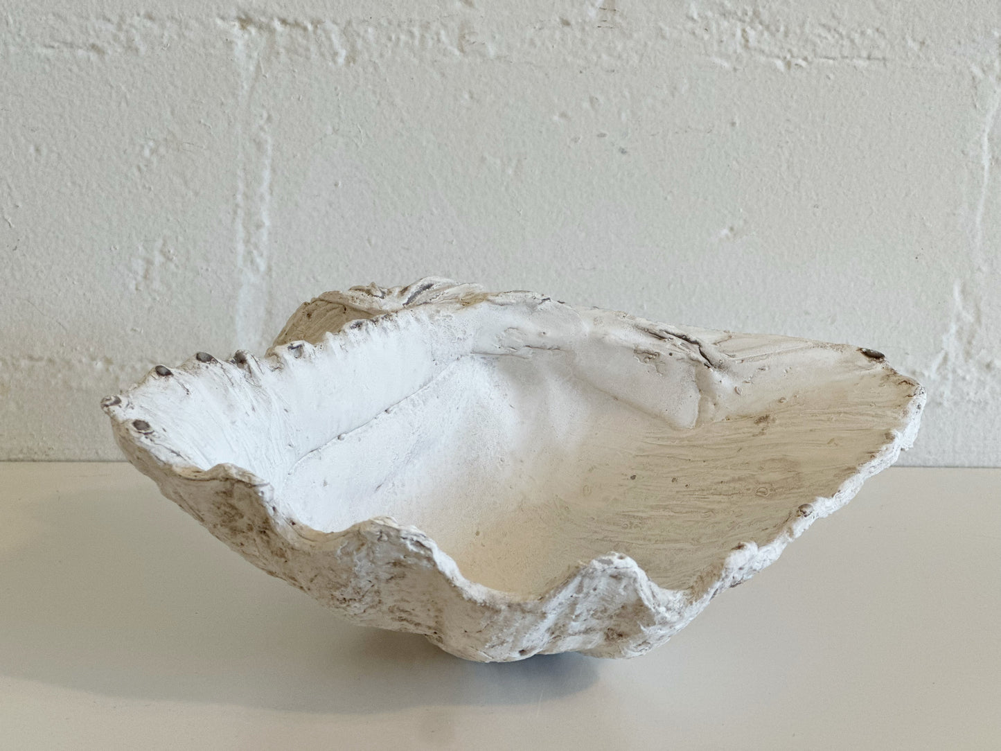 WHITE WEATHERED CLAM SHELL