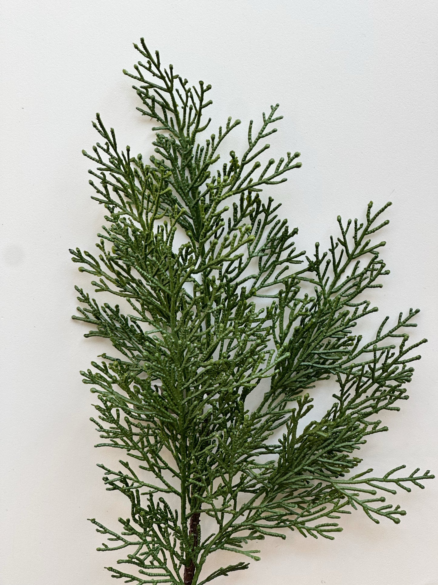 Cedar Spray Stem