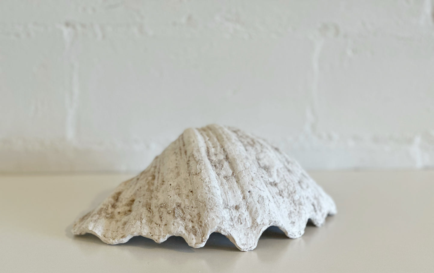 WHITE WEATHERED CLAM SHELL