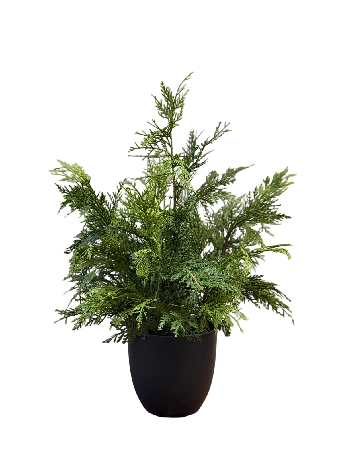 Churchill Cypress Tree 25”