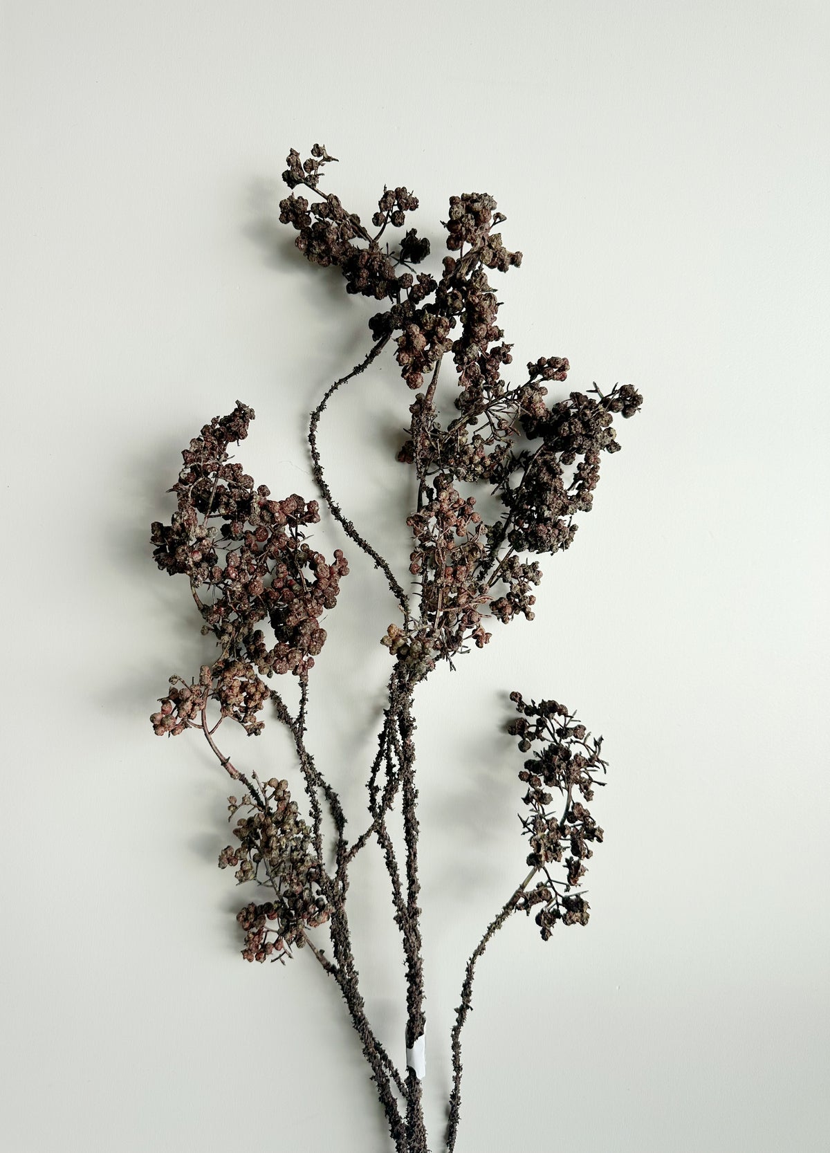 Pod Spray Stem -Brown