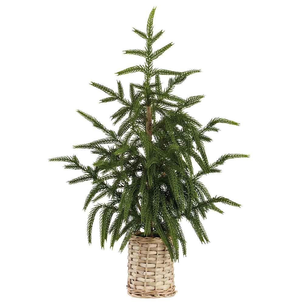 21" Cypress Tree in Basket