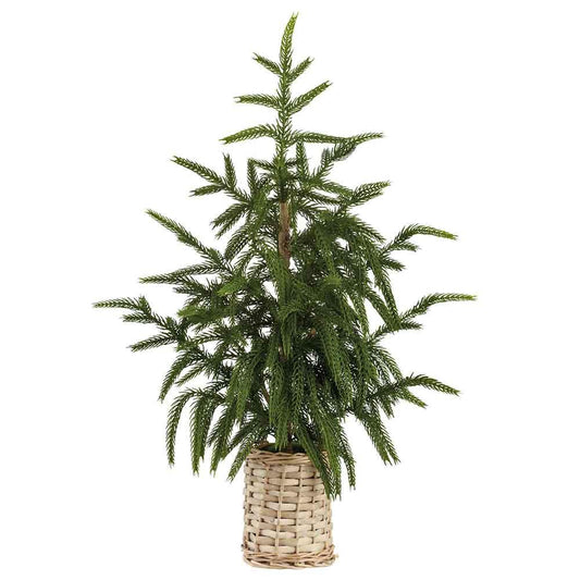 21" Cypress Tree in Basket