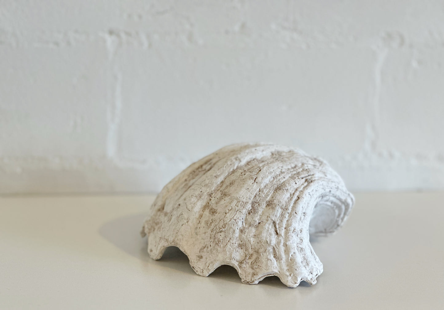 WHITE WEATHERED CLAM SHELL