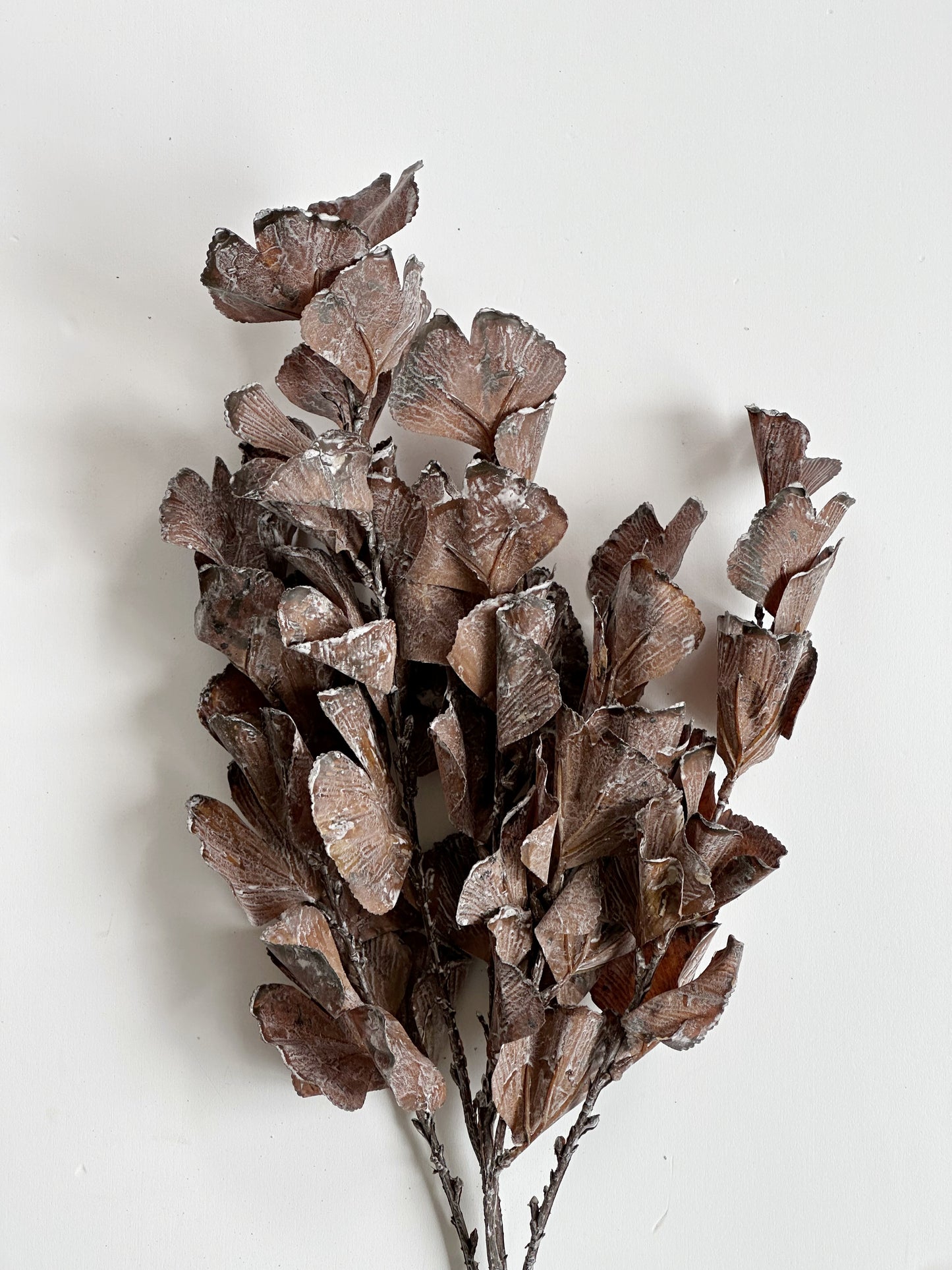 Brown Autumn Leaves Branch