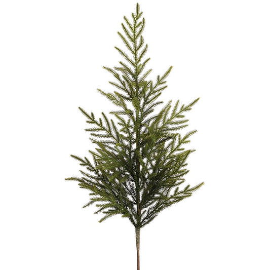 Cypress Tree Branch