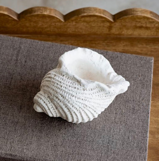 WHITE WEATHERED CONCH SHELL