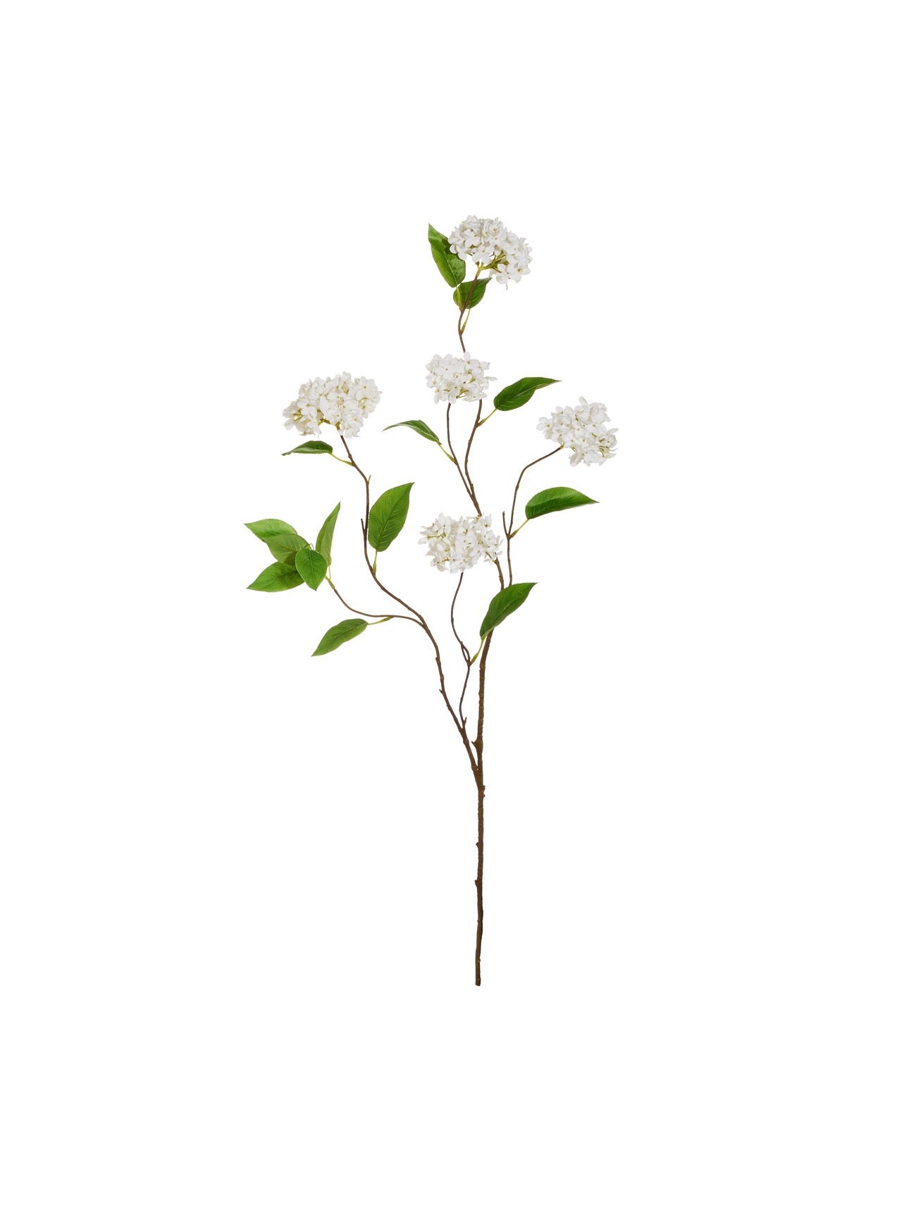 White Snowball Hydrangea Branch