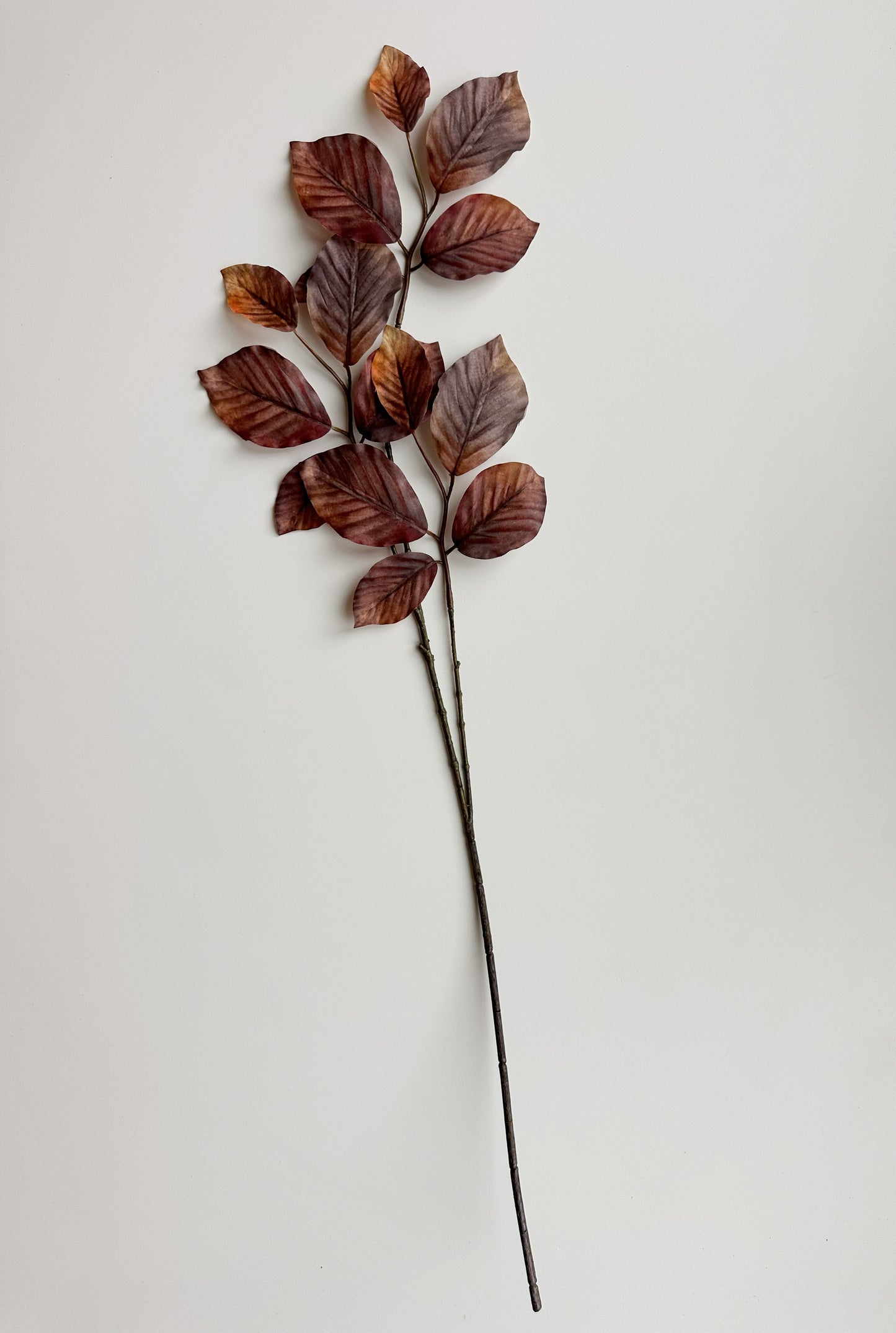 Brown Beech Leaf Spray