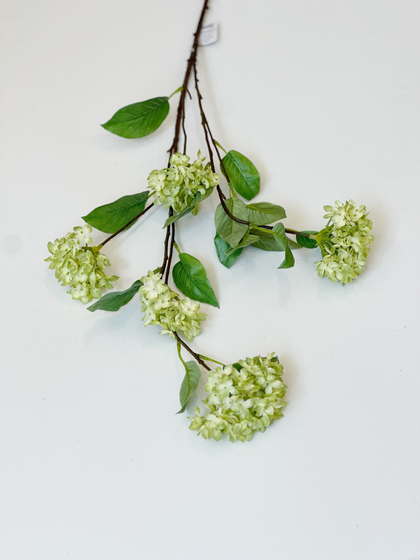 Green Snowball Hydrangea Branch