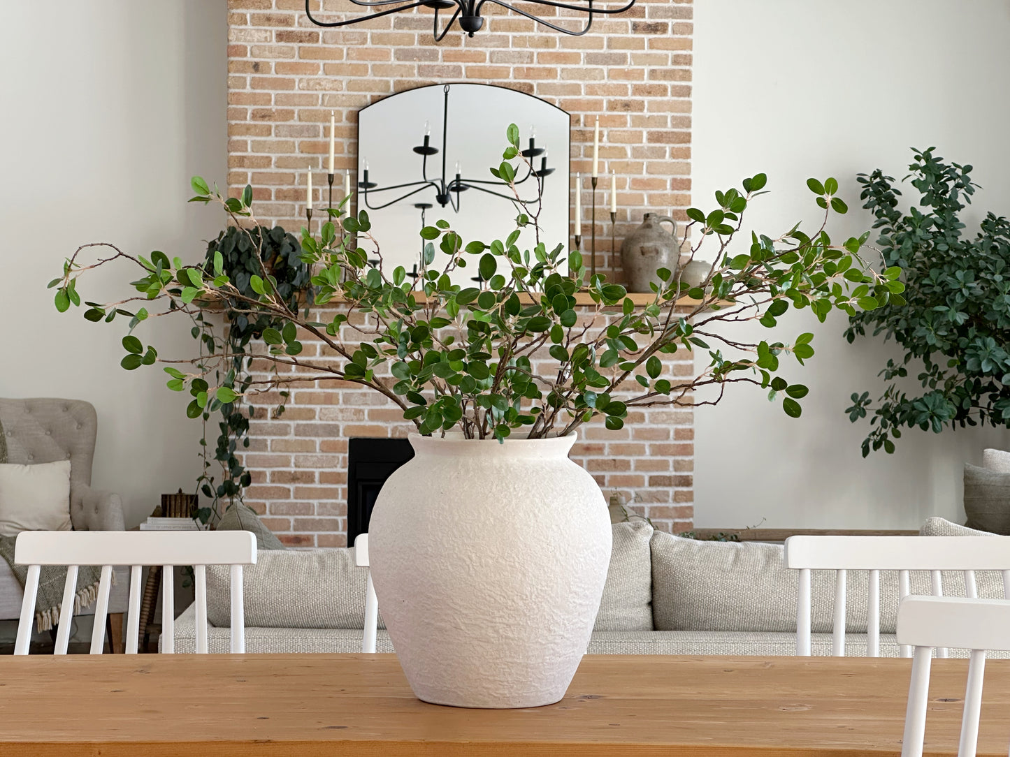 Bonsai Ficus Branch Stem