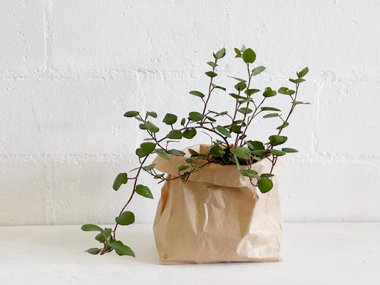 Angel Vine Live Plant