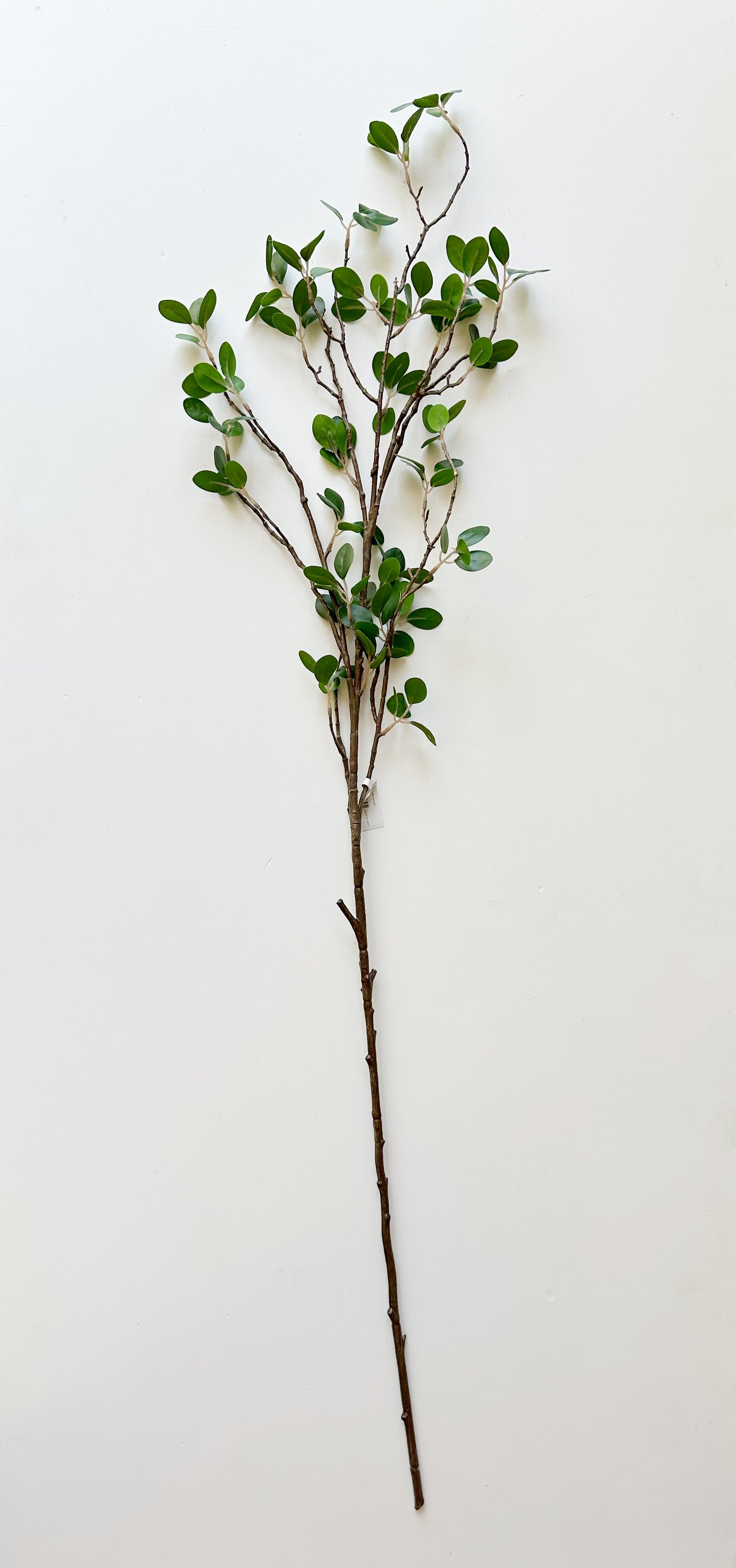 Bonsai Ficus Branch Stem