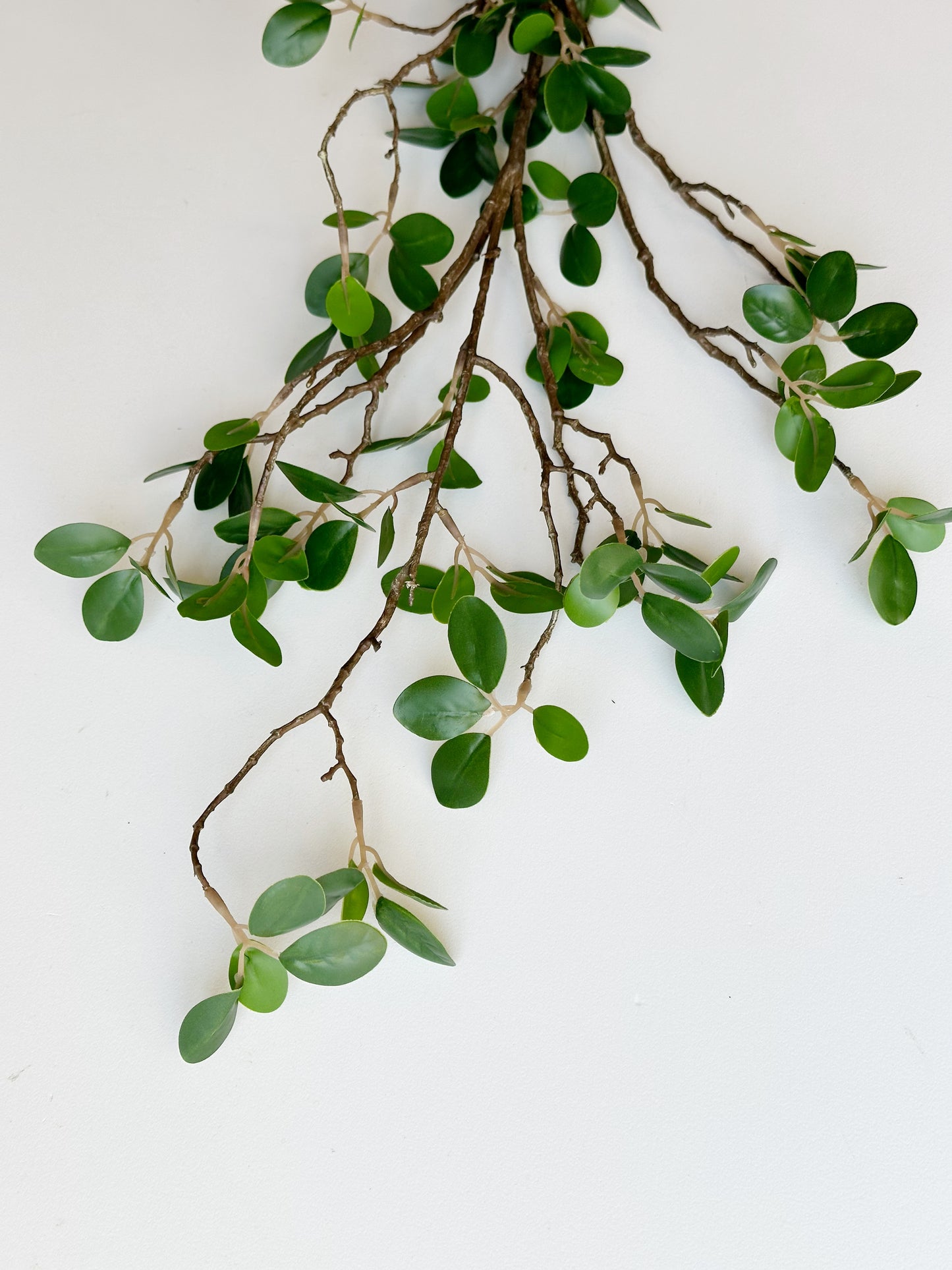 Bonsai Ficus Branch Stem