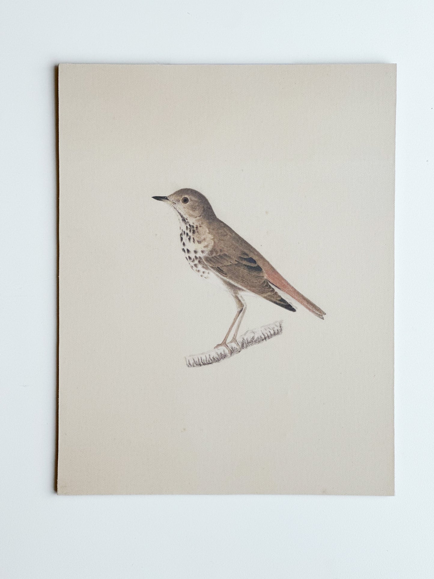 Bird Print 11x14 Artist Board