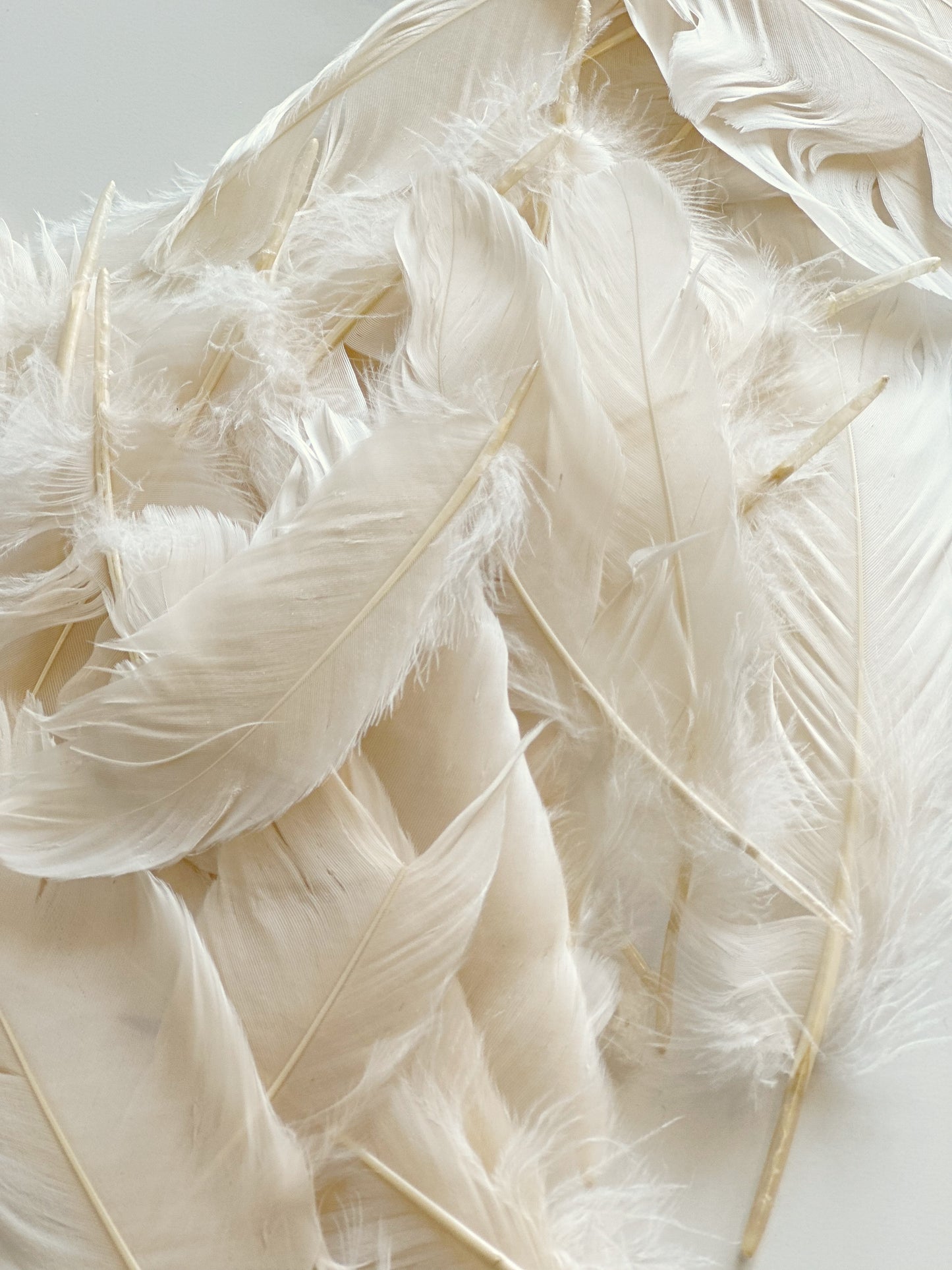 Goose Satinettes Dyed Feather - Ivory