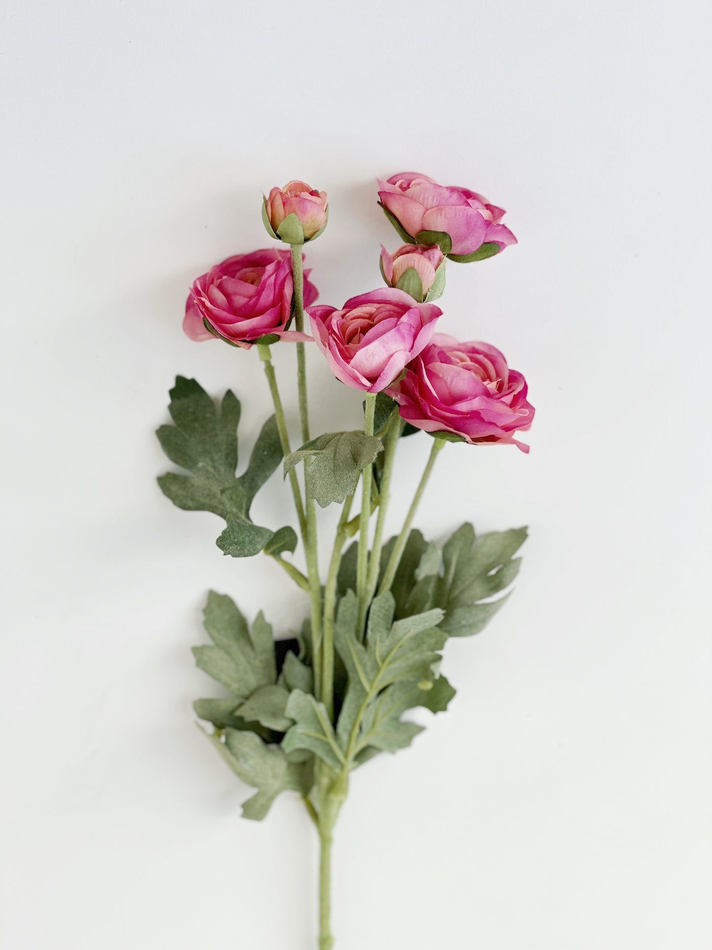 Pink Ranunculus Stem