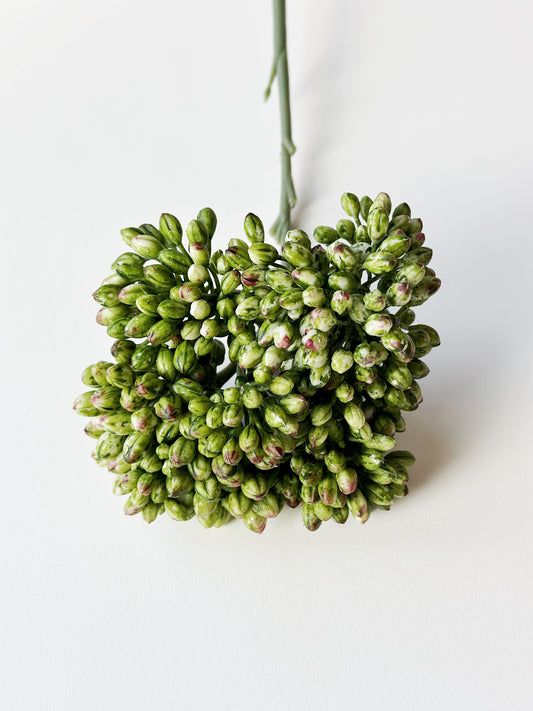 SEDUM SPRAY GREEN