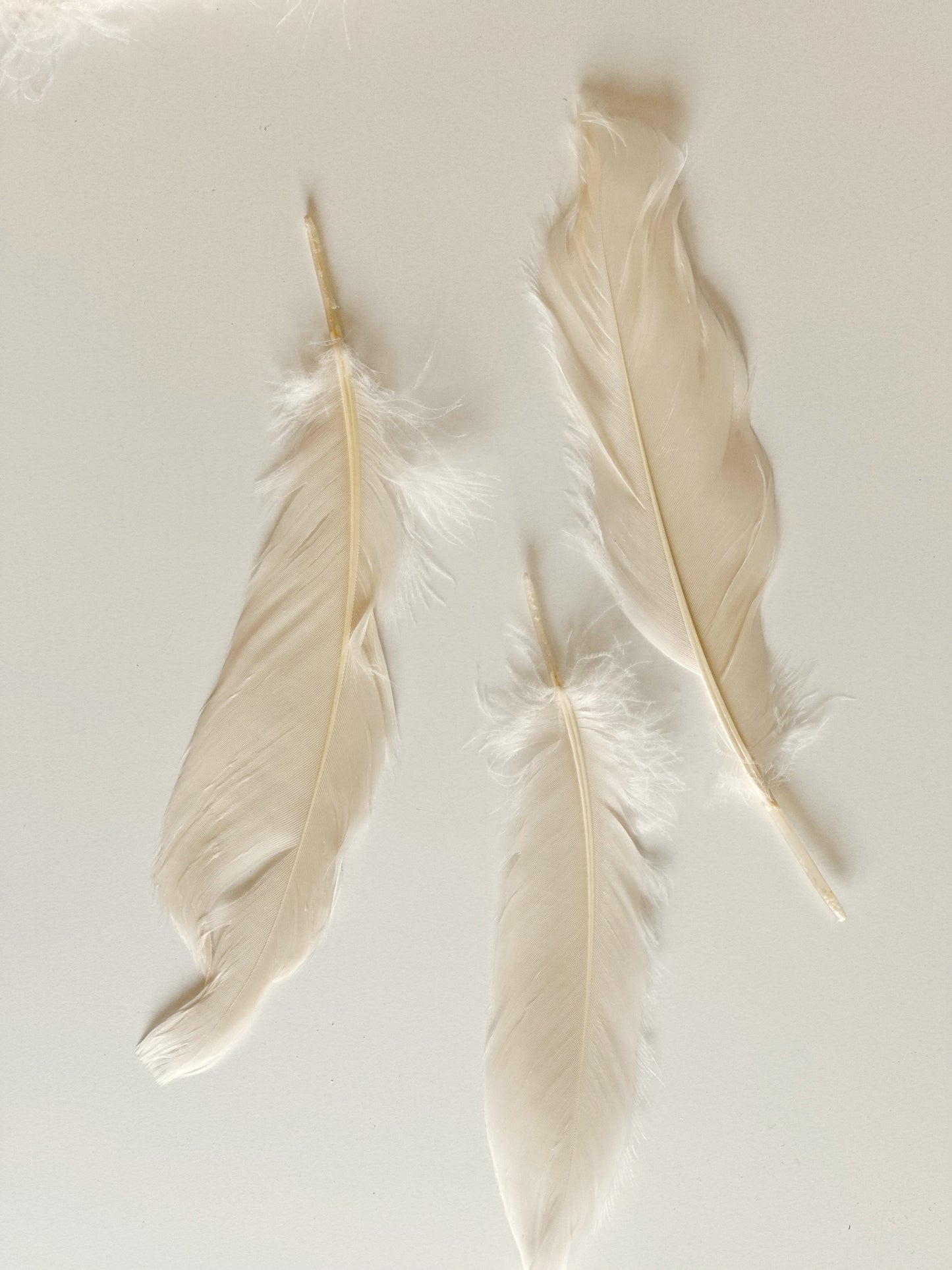 Goose Satinettes Dyed Feather - Ivory