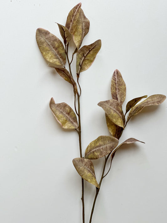 Eucalyptus Leaf Stem