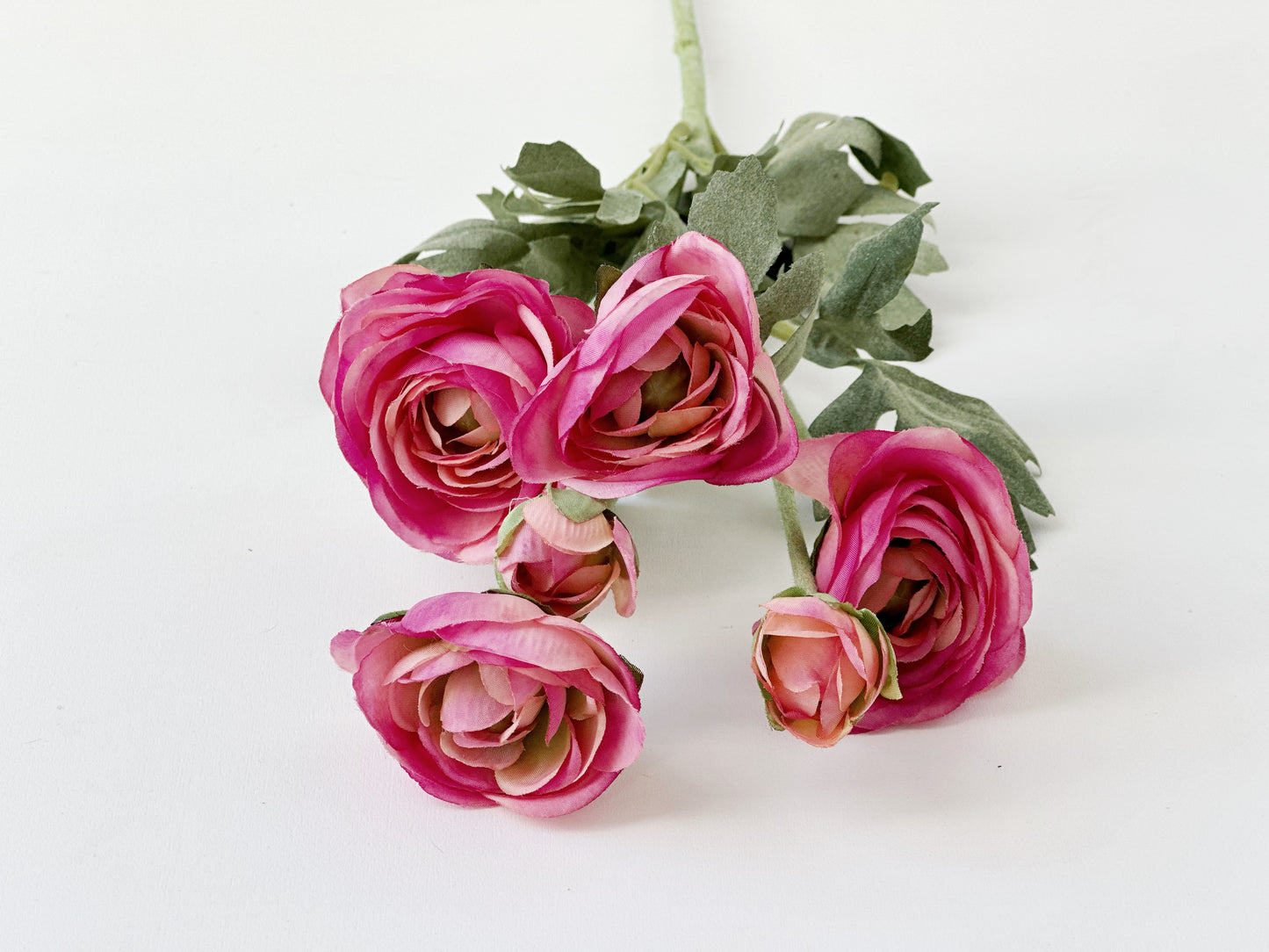 Pink Ranunculus Stem