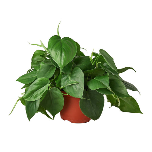 PHILODENDRON-HEARTLEAF 6-inch
