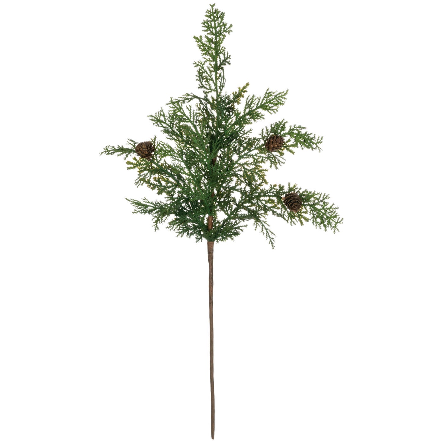 Cypress Pine Spray Stem