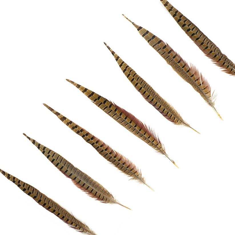 Ringneck Pheasant Tails 12-16" - Natural