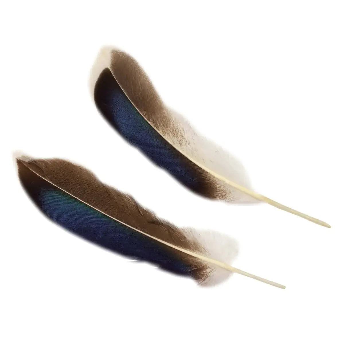 Natural Duck Feathers 3-5"