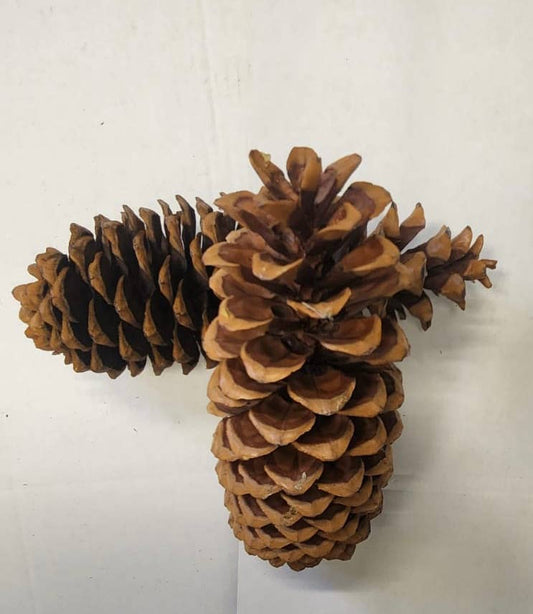 Sugar Pine Cone 8"-15"