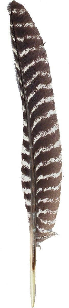 Barred Turkey Pointer Feathers - Left Wing  - Natural