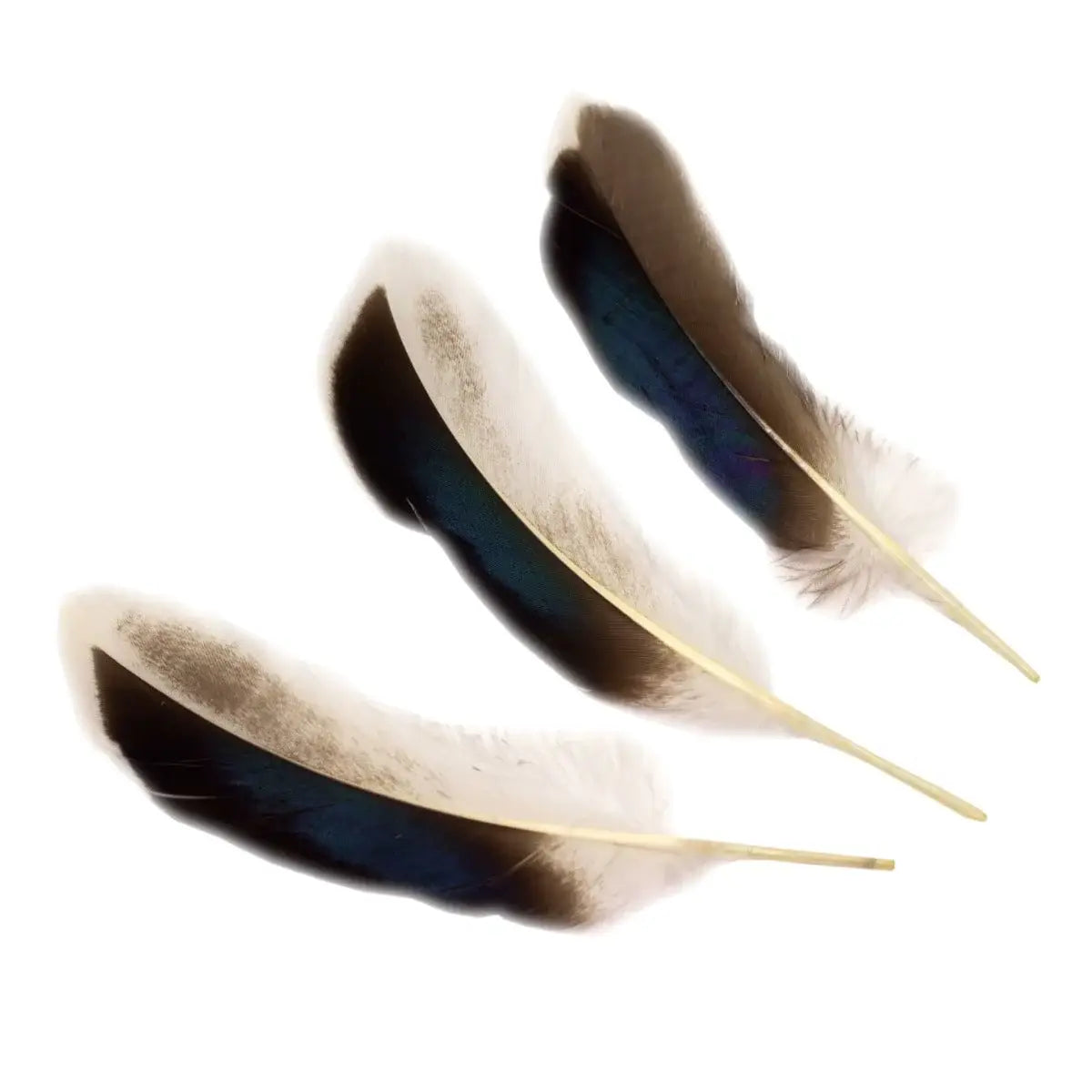 Natural Duck Feathers 3-5"