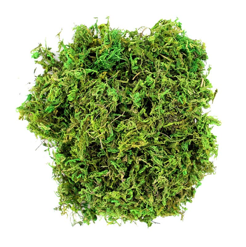 Mountain Moss Preserved
