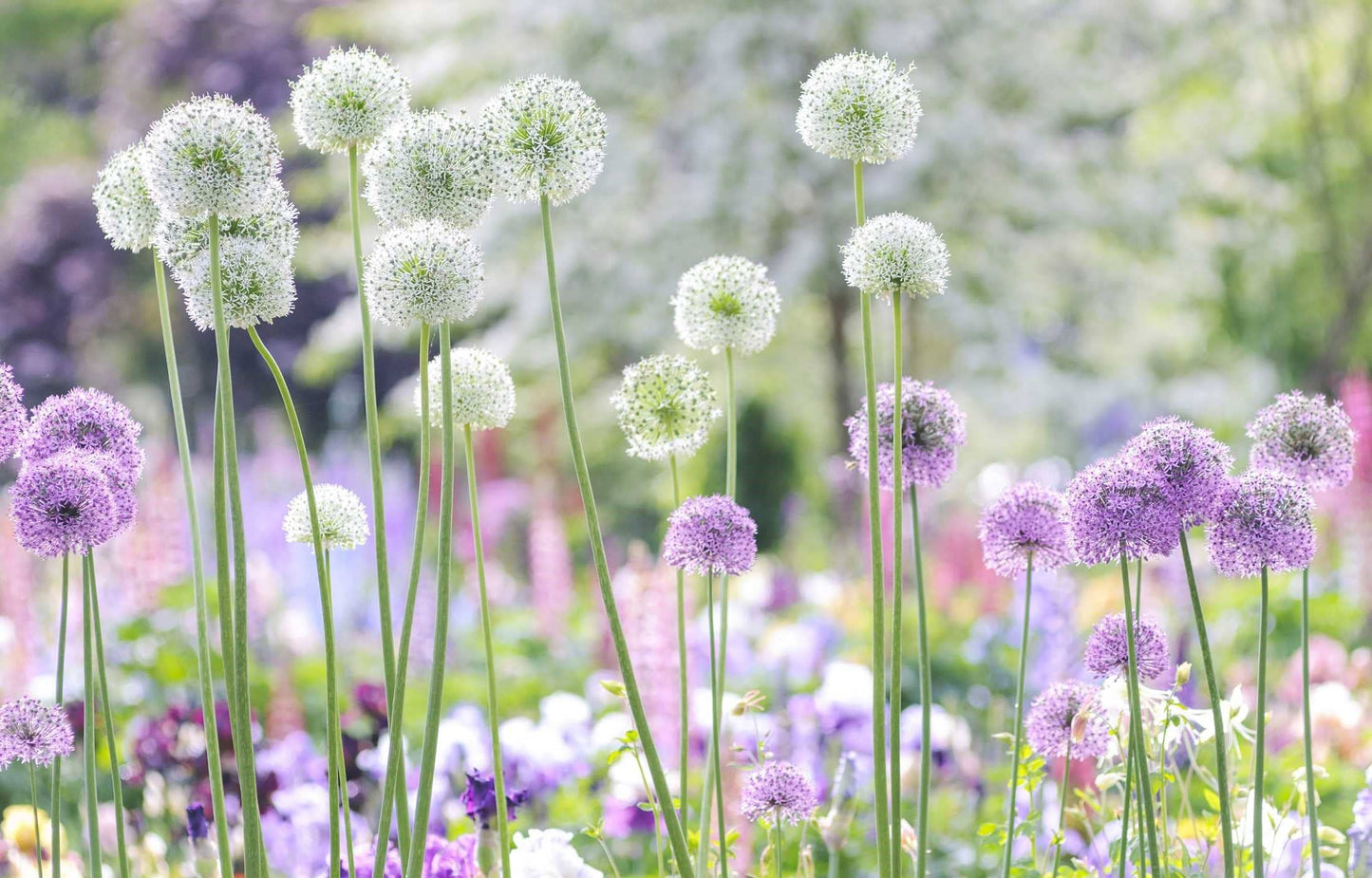 Beautiful Blooms: A Photographic Celebration